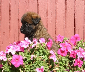 Szczeniak, Leonberger