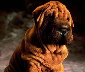 soczysto-brązowy, Shar Pei