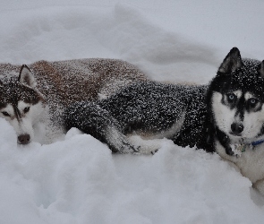 Siberian Husky, Zima, Śnieg, Psy