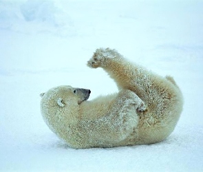 Polarny, Gimnastyka, Niedźwiedź
