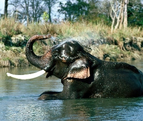 Słoń, Trąba, Kąpiel