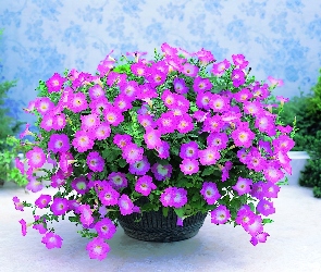Petunia ogrodowa, Doniczka