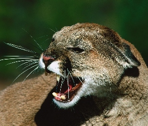 Puma, Zła