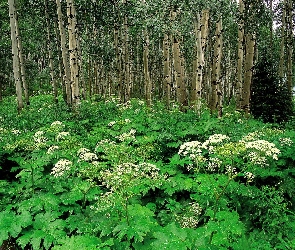 Las, Krzewy, Zielone, Drzewa