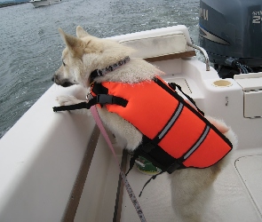 pomarańczowy, kapok, Norsk Buhund