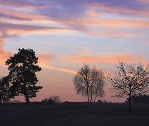 Zachód, Drzew, Kilka, Słońca