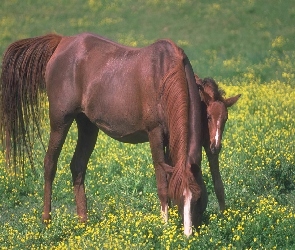 źrebak, łąka, Koń