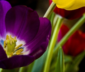 Tulipan, Prącie