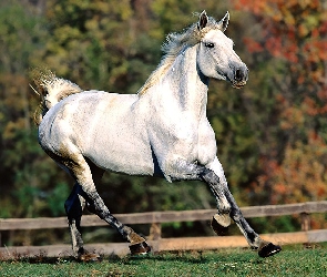 Koń, cwał, biały