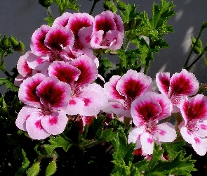 Pelargonia, Angielska