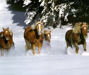 Konie, Śnieg