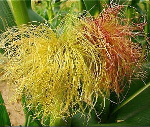 Kukurydza, Łodyga, Kwiat