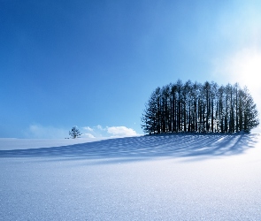 Śnieg, Drzewa, Zima