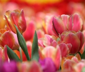 Kolorowe, Tulipany