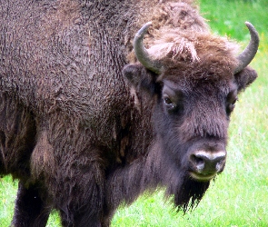 Żubra, Głowa