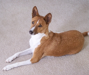 Basenji