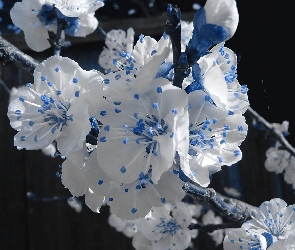 Kwiaty, Białe, Piękne, Niebiesko