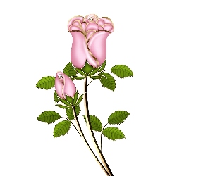 Różowa, Różyczka