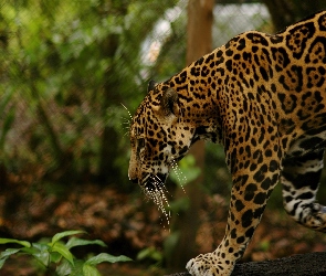 Jaguar