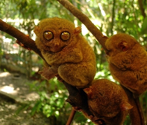 Małpki, Bohol Tarsier, Małe