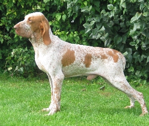 Wyżeł włoski krótkowłosy, Bracco italiano