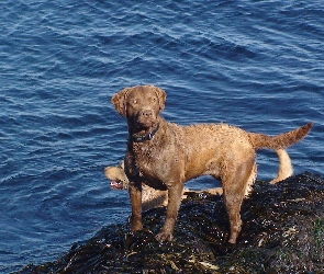 niebieska, woda, Chesapeake Bay retriever