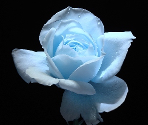 Róża, Błękitna