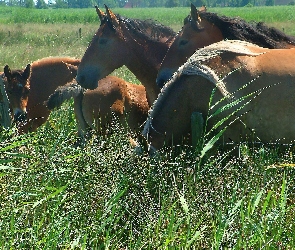 stado, łąka, Konie