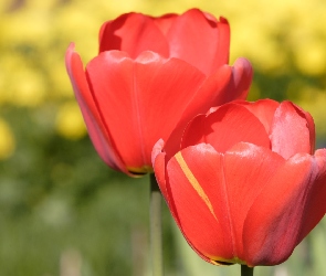 Czerwone, Tuliapany, Dwa