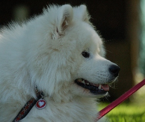 serduszko, smycz, Samojed