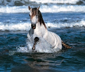 Koń, Morze, Biały