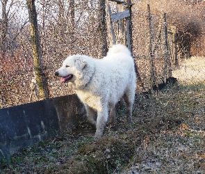 Owczarek węgierski Kuvasz, płot