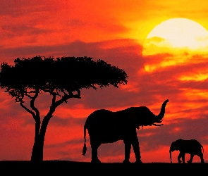 słoniątko, słońca, zachód, drzewo, słonie