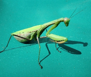 Modliszka, Callibia