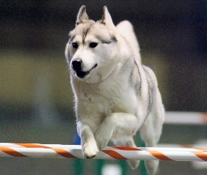 Siberian Husky, płotek, biały