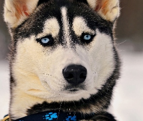 Niebieskie, Oczy, Siberian Husky