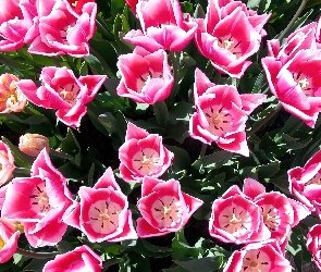 Różowych, Tulipanów, Ogród
