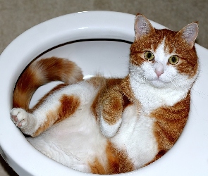 Kot, Muszla, Toaleta