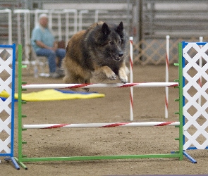 przeszkoda, Owczarek belgijski Tervueren