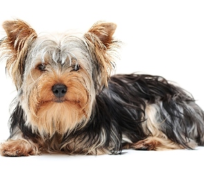 Yorkshire Terrier, Sierść, Długa