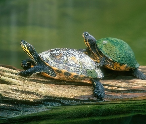 2 żółwie