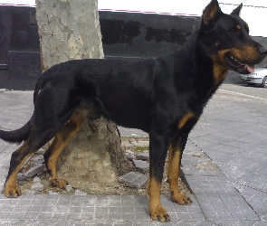 Beauceron, Czarny