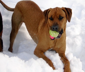 Rhodesian ridgeback, piłka, śnieg