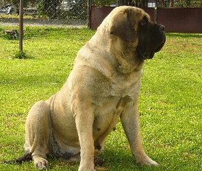 suka, Mastiff, Mastif angielski