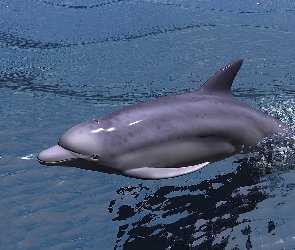 Delfin, Grafika