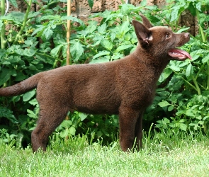 Szczeniak, Owczarek australijski - Kelpie