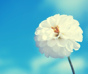 Niebo, Kwiat, Biały
