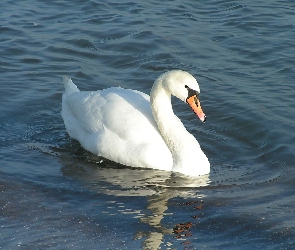 Łabędź niemy