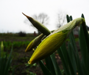 Żonkile, Ogród