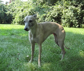 zielone, liście, Whippet